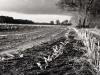 deserted cornfield